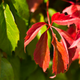 Image for article titled Complementary Colors 2